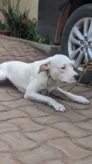 6-12 months Female Purebred Dogo Argentino