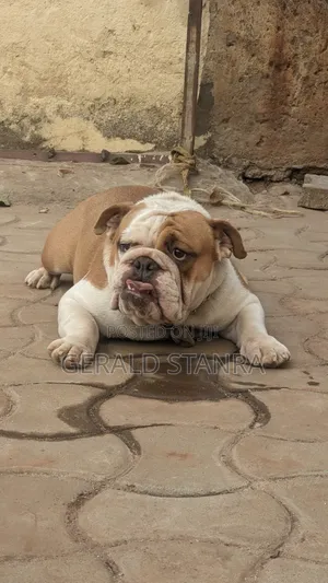 Dog Care and Keeping