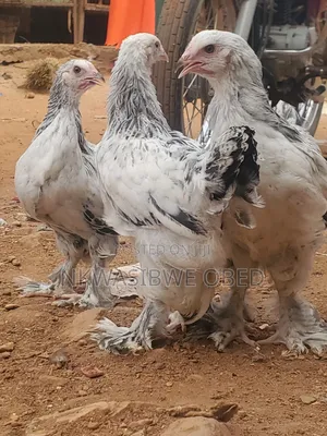 Brahma Chicken