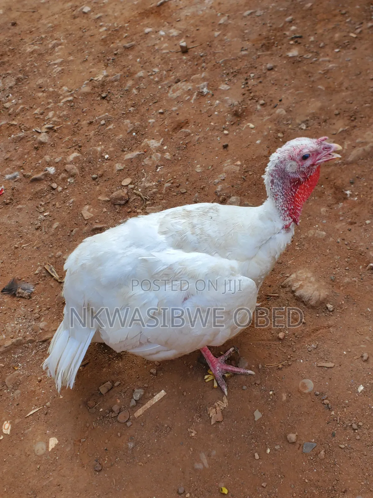Pure White Turkey