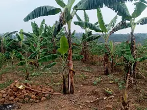 Land for Sale – Migadde Kakelenge, Bombo Road