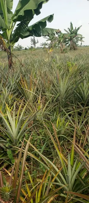Land for Sale – Luweero