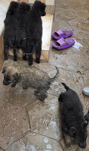 1-3 months Female Purebred German Shepherd