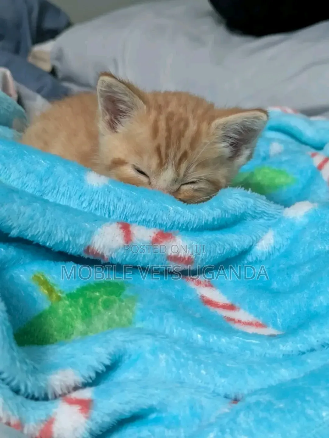 1-3 months Male Purebred Oriental