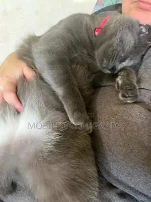 1-3 months Male Purebred American Bobtail