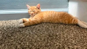 3-6 months Female Purebred Selkirk Rex