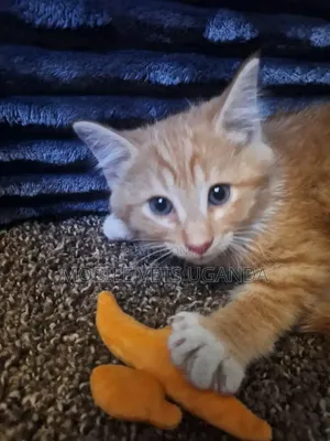 1-3 months Male Purebred Bombay
