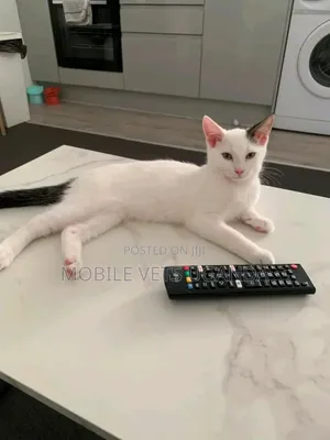 0-1 month Male Purebred Bombay