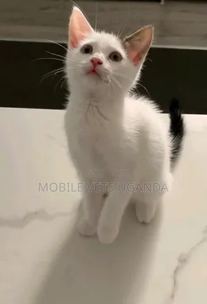 1-3 months Female Purebred Himalayan