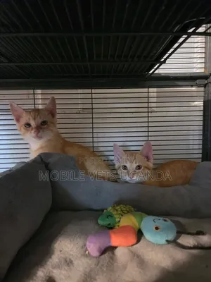 0-1 month Male Purebred Bombay