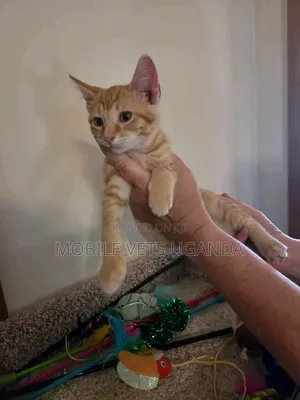 1-3 months Male Purebred Singapura