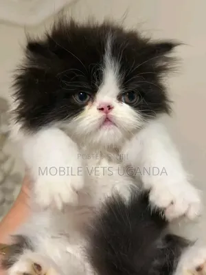 1-3 months Male Purebred Persian