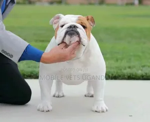 3-6 months Female Purebred Bulldog