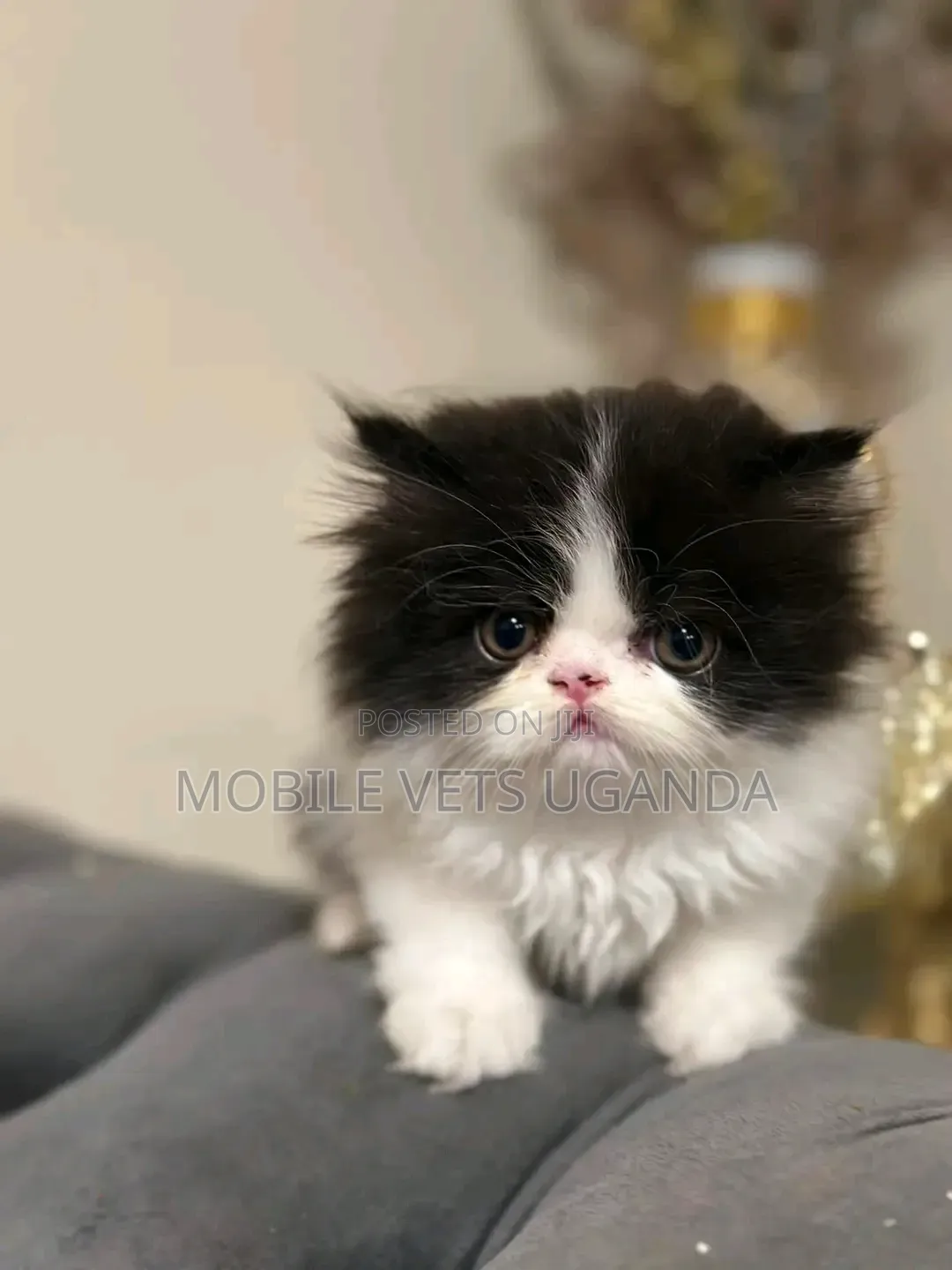 0-1 month Female Purebred Persian