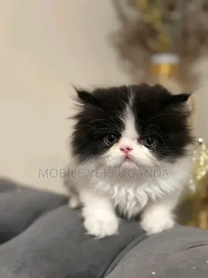 0-1 month Female Purebred Persian