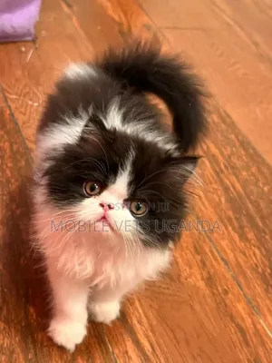 1-3 months Male Purebred Persian