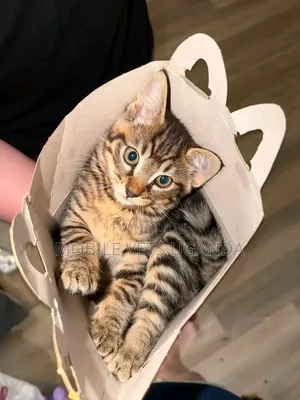 1-3 months Male Purebred American Bobtail
