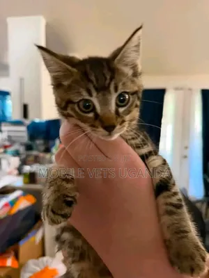 1-3 months Male Purebred Bengal