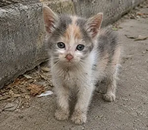 1-3 months Female Purebred American Curl