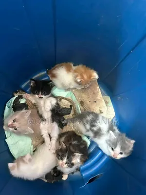 1-3 months Female Purebred American Curl