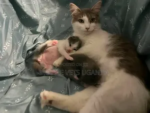 1-3 months Male Purebred American Curl