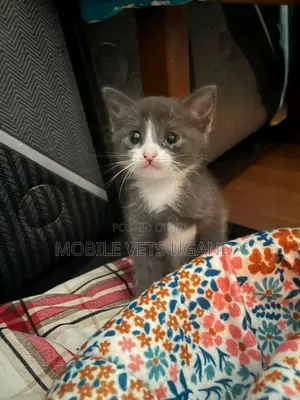 1-3 months Male Purebred Bombay