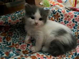 1-3 months Male Purebred Exotic