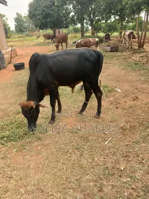 Charles Farm