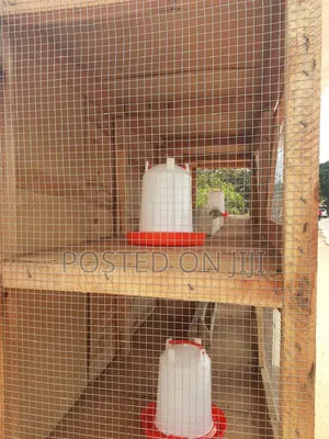 Bigger Chicken Cage