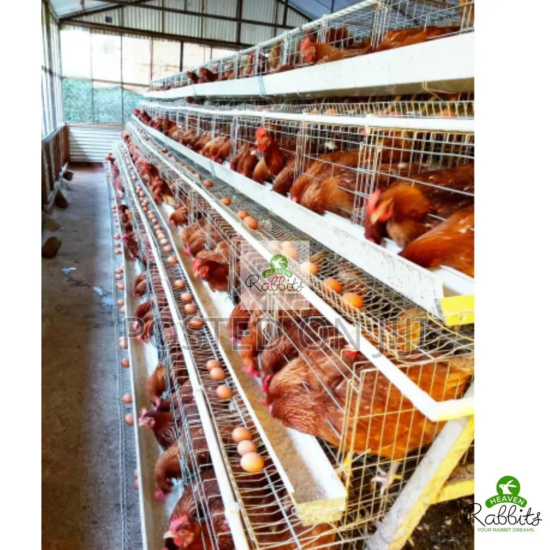 Metallic Chicken Cages