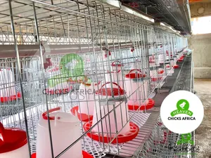 Galvanised Chicken Cage