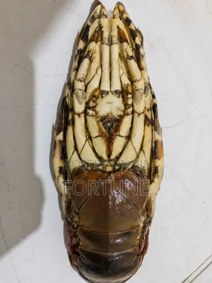 Lobster Fish