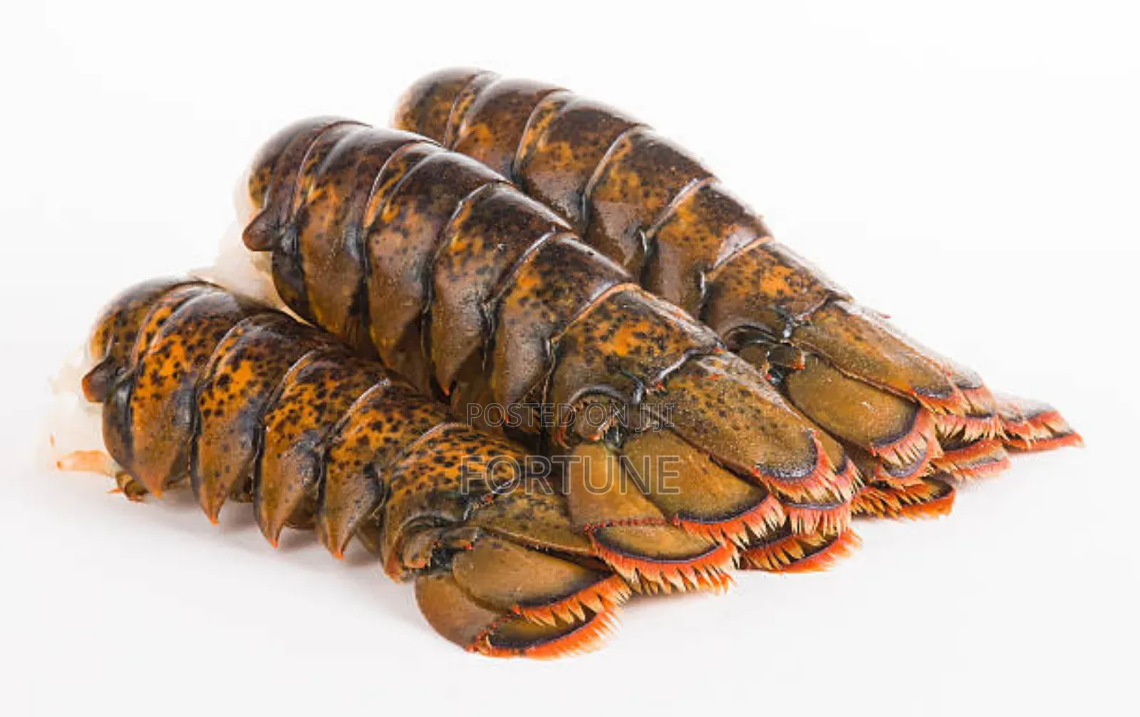 Lobster Fish Kilogram