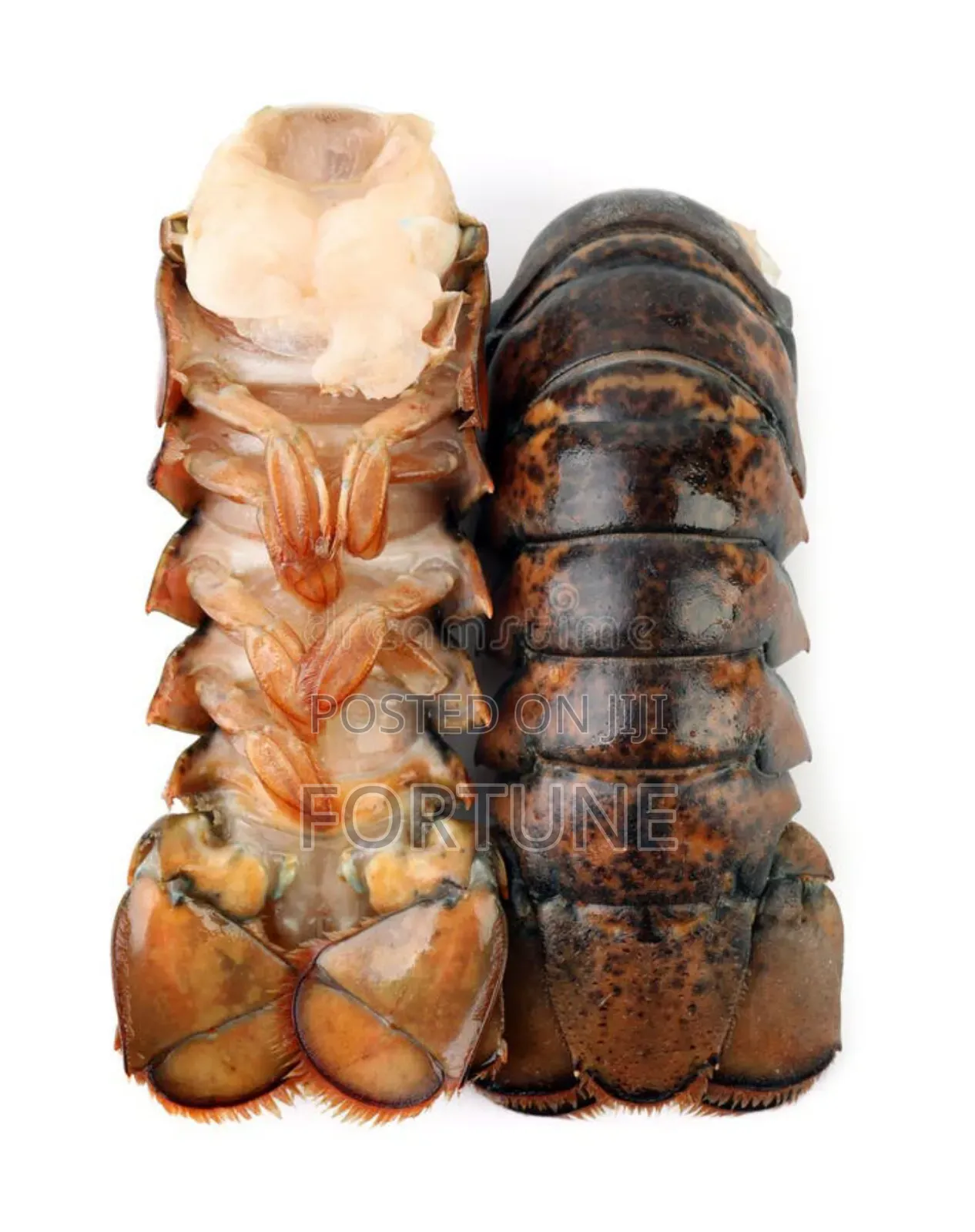 Lobster Kilogram