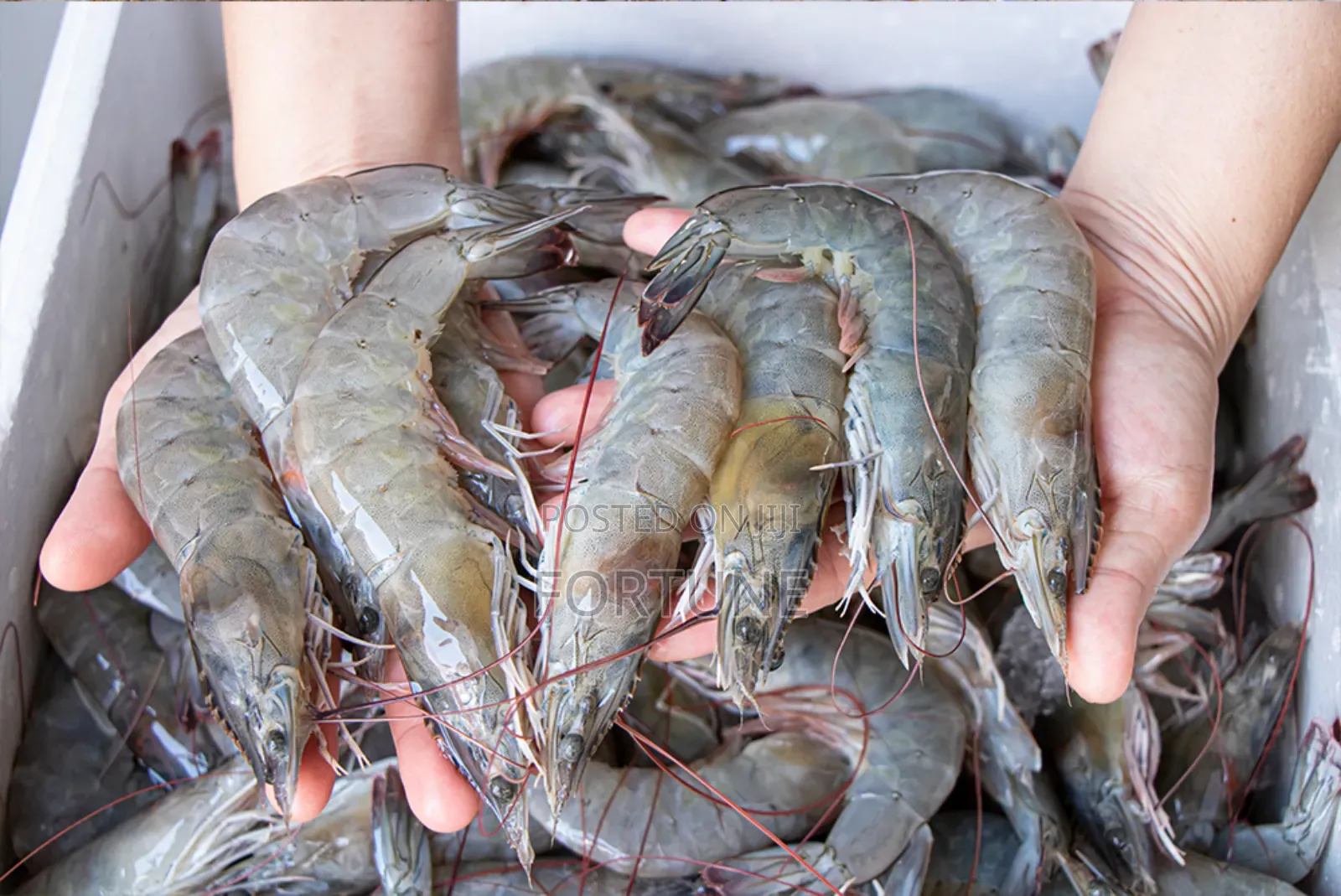 Prawns Fish