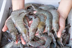 Prawns Fish