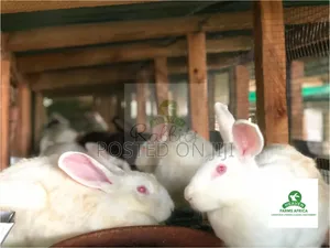 Exotic Commercial Rabbits