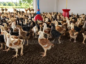 Fast Growing Kroilers 3 Weeks