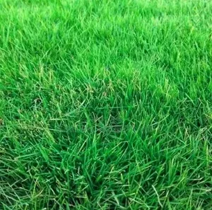Natural Grass