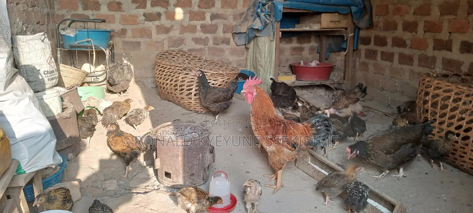 Grown Local Chicks