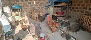 Grown Local Chicks