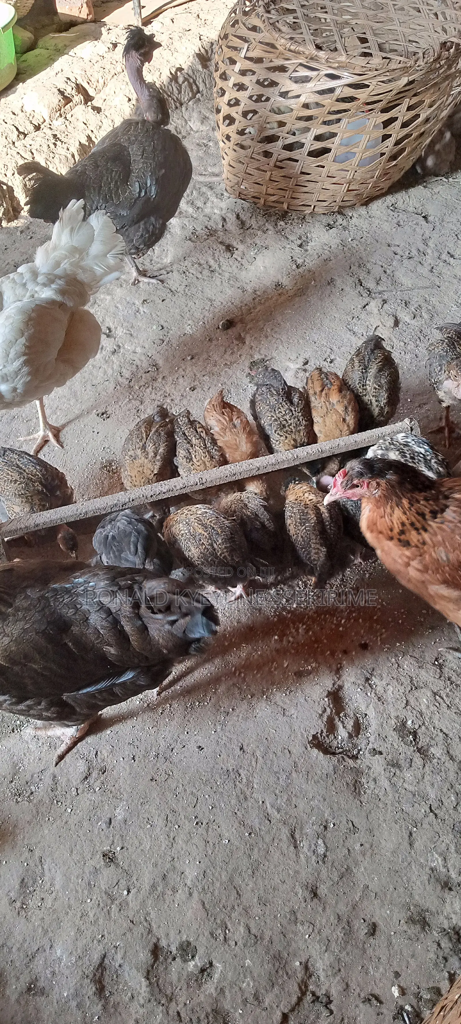 Grown Local Chicks