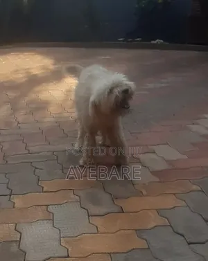 1+ year Male Purebred Goldendoodle