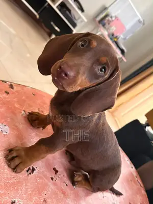 1-3 months Male Purebred Dachshund