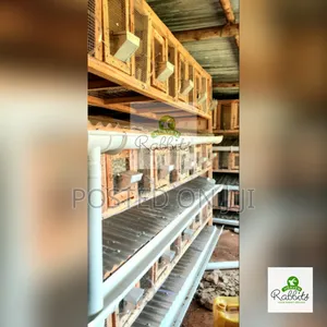 Rabbit Project Package With Cages