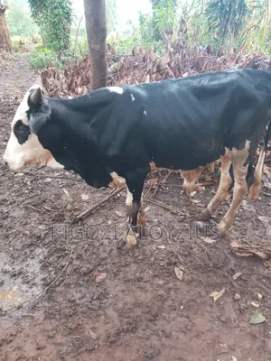 High Bleed Cow