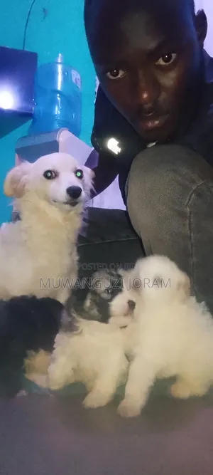 1-3 months Female Purebred Maltese