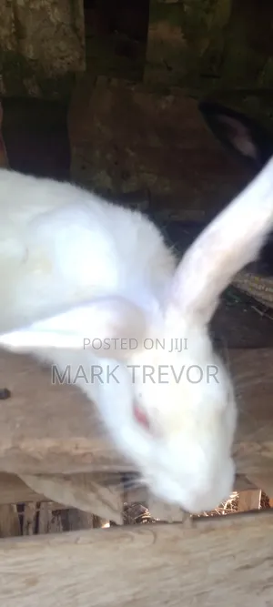 Best Rabbits Ug