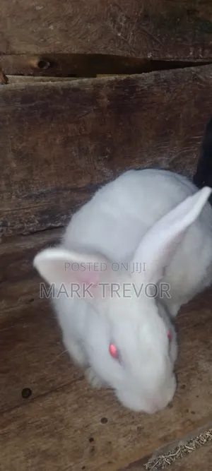 Best Rabbits Ug