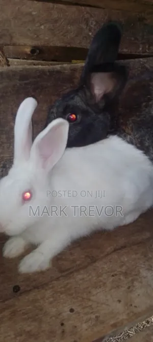 Best Rabbits Ug
